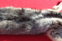 Load image into Gallery viewer, Eastern Canada COYWOLF - Taxidermy Quality - WLF1047
