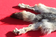 Load image into Gallery viewer, Eastern Canada COYWOLF - Taxidermy Quality - WLF1047
