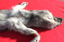 Load image into Gallery viewer, Eastern Canada COYWOLF - Taxidermy Quality - WLF1047
