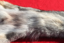 Load image into Gallery viewer, Eastern Canada COYWOLF - Taxidermy Quality - WLF1047
