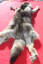 Load image into Gallery viewer, Eastern Canada COYWOLF - Taxidermy Quality - WLF1047
