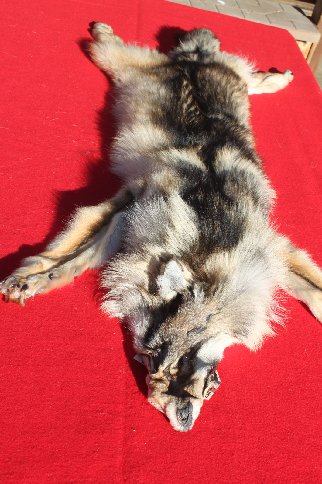 Eastern Canada COYWOLF - Taxidermy Quality - WLF1048