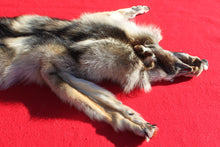 Load image into Gallery viewer, Eastern Canada COYWOLF - Taxidermy Quality - WLF1048
