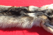 Load image into Gallery viewer, Eastern Canada COYWOLF - Taxidermy Quality - WLF1048

