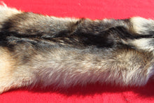 Load image into Gallery viewer, Eastern Canada COYWOLF - Taxidermy Quality - WLF1048

