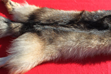 Load image into Gallery viewer, Eastern Canada COYWOLF - Taxidermy Quality - WLF1048

