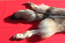 Load image into Gallery viewer, Eastern Canada COYWOLF - Taxidermy Quality - WLF1048
