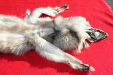 Load image into Gallery viewer, Eastern Canada COYWOLF - Taxidermy Quality - WLF1048
