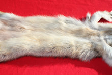 Load image into Gallery viewer, Eastern Canada COYWOLF - Taxidermy Quality - WLF1048
