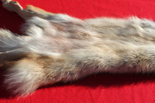Load image into Gallery viewer, Eastern Canada COYWOLF - Taxidermy Quality - WLF1048

