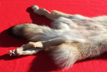 Load image into Gallery viewer, Eastern Canada COYWOLF - Taxidermy Quality - WLF1048
