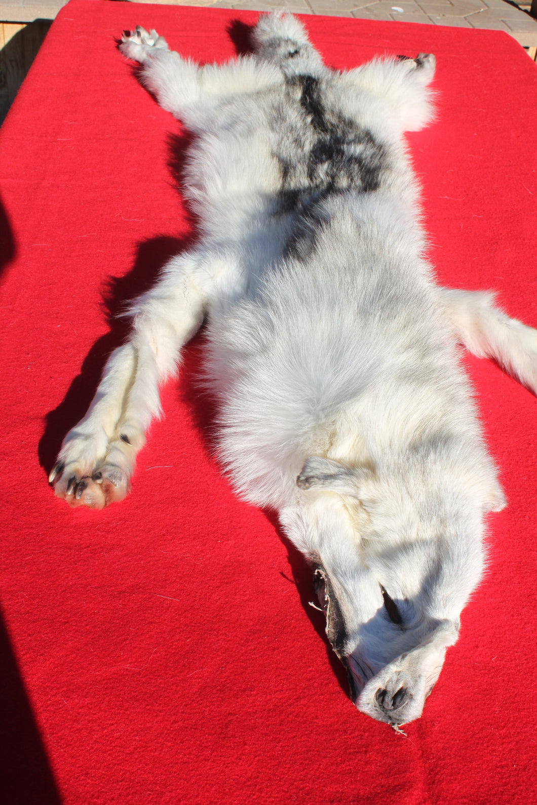Canadian Arctic Wolf - Taxidermy Quality - WLF1049