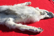 Load image into Gallery viewer, Canadian Arctic Wolf - Taxidermy Quality - WLF1049

