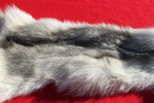 Load image into Gallery viewer, Canadian Arctic Wolf - Taxidermy Quality - WLF1049
