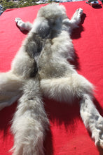 Load image into Gallery viewer, Canadian Arctic Wolf - Taxidermy Quality - WLF1049
