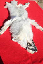 Load image into Gallery viewer, Canadian Arctic Wolf - Taxidermy Quality - WLF1049
