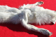 Load image into Gallery viewer, Canadian Arctic Wolf - Taxidermy Quality - WLF1049
