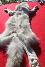 Load image into Gallery viewer, Canadian Arctic Wolf - Taxidermy Quality - WLF1049
