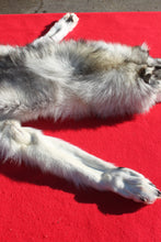 Load image into Gallery viewer, Canadian Arctic Wolf - Taxidermy Quality - WLF1050
