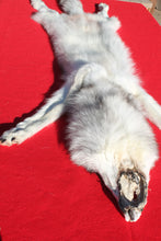 Load image into Gallery viewer, Canadian Arctic Wolf - Taxidermy Quality - WLF1050
