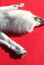 Load image into Gallery viewer, Canadian Arctic Wolf - Taxidermy Quality - WLF1050
