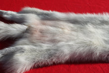 Load image into Gallery viewer, Canadian Arctic Wolf - Taxidermy Quality - WLF1050
