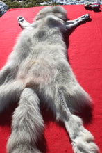 Load image into Gallery viewer, Canadian Arctic Wolf - Taxidermy Quality - WLF1050
