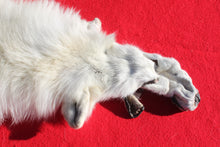 Load image into Gallery viewer, Canadian Arctic Wolf - Taxidermy Quality - WLF1052
