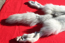 Load image into Gallery viewer, Canadian Arctic Wolf - Taxidermy Quality - WLF1052
