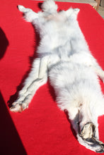 Load image into Gallery viewer, Canadian Arctic Wolf - Taxidermy Quality - WLF1052
