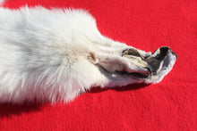 Load image into Gallery viewer, Canadian Arctic Wolf - Taxidermy Quality - WLF1052
