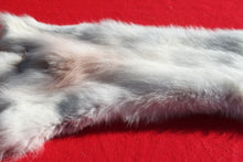 Load image into Gallery viewer, Canadian Arctic Wolf - Taxidermy Quality - WLF1052
