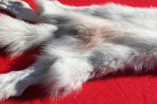 Load image into Gallery viewer, Canadian Arctic Wolf - Taxidermy Quality - WLF1052
