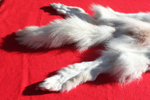 Load image into Gallery viewer, Canadian Arctic Wolf - Taxidermy Quality - WLF1052
