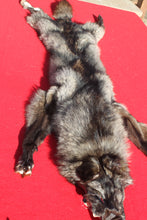 Load image into Gallery viewer, BLACK Canadian Wolf - HAS FEET AND CLAWS - WLF1053
