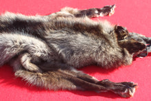 Load image into Gallery viewer, BLACK Canadian Wolf - HAS FEET AND CLAWS - WLF1053
