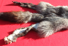 Load image into Gallery viewer, BLACK Canadian Wolf - HAS FEET AND CLAWS - WLF1053
