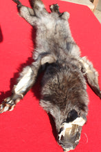 Load image into Gallery viewer, BLACK Canadian Wolf - HAS FEET AND CLAWS - WLF1053
