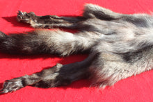 Load image into Gallery viewer, BLACK Canadian Wolf - HAS FEET AND CLAWS - WLF1053
