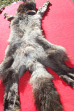 Load image into Gallery viewer, BLACK Canadian Wolf - HAS FEET AND CLAWS - WLF1053
