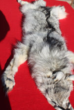 Load image into Gallery viewer, Canadian Arctic Wolf - HAS FEET AND CLAWS - WLF1054
