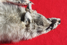 Load image into Gallery viewer, Canadian Arctic Wolf - HAS FEET AND CLAWS - WLF1054

