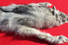 Load image into Gallery viewer, Canadian Arctic Wolf - HAS FEET AND CLAWS - WLF1054
