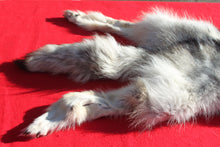 Load image into Gallery viewer, Canadian Arctic Wolf - HAS FEET AND CLAWS - WLF1054
