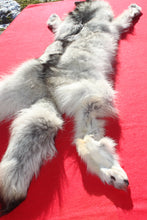 Load image into Gallery viewer, Canadian Arctic Wolf - HAS FEET AND CLAWS - WLF1054
