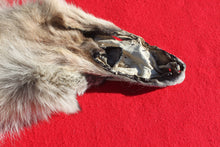 Load image into Gallery viewer, Canadian Arctic Wolf - HAS FEET AND CLAWS - WLF1054
