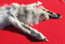 Load image into Gallery viewer, Canadian Arctic Wolf - HAS FEET AND CLAWS - WLF1054
