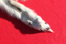 Load image into Gallery viewer, Canadian Arctic Wolf - HAS FEET AND CLAWS - WLF1054
