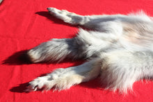 Load image into Gallery viewer, Canadian Arctic Wolf - HAS FEET AND CLAWS - WLF1054

