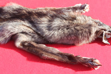 Load image into Gallery viewer, BLACK Canadian Wolf - Taxidermy Quality - WLF1056
